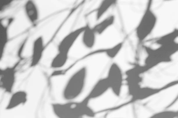 istock Shadow overlay effect for photo. Shadows from tree leaves and tropical branches on a white wall in sunlight. 1264114073