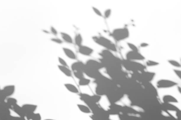 istock Shadow overlay effect for photo. Shadows from tree leaves and tropical branches on a white wall in sunlight. 1264114076