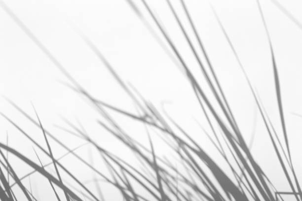 istock Shadow overlay effect for photo.  Grass and plant shadows on white clean wall in sunlight 1264114077