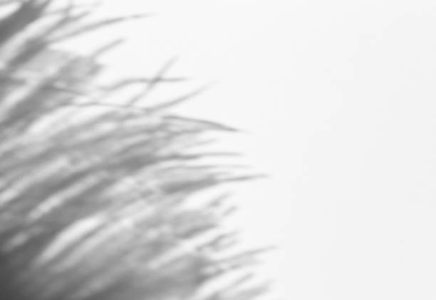 istock Shadow overlay effect for photo.  Grass and plant shadows on white clean wall in sunlight 1264114081