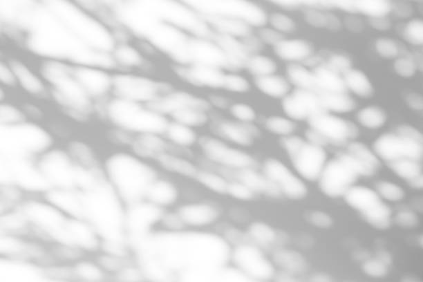 istock Shadow overlay effect for photo. Shadows from tree leaves and tropical branches on a white wall in sunlight. 1264114082