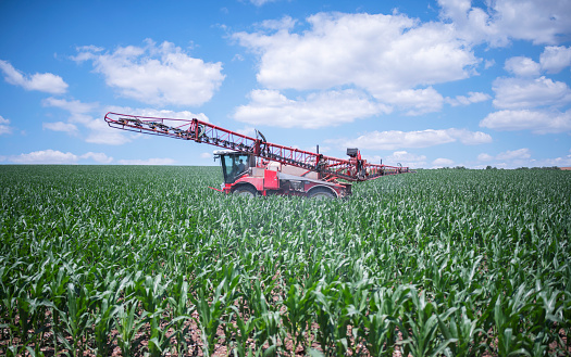 Side view of agriculture machinery spraying in a corn field.