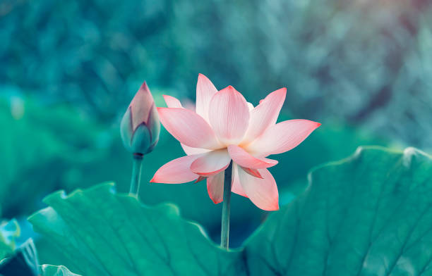 rosa lotusblüten unter grünen blättern - lotus outdoors nature botany stock-fotos und bilder