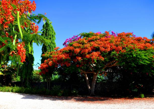 istock Flamboyant tree in Zanzibar 1264116307
