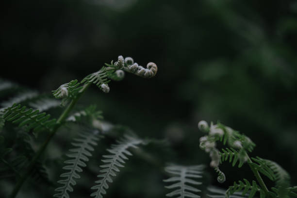 istock close-up nature - growing fern 1264116751