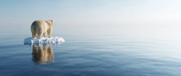 氷の上のホッキョクグマ。氷山の融解と地球温暖化。 - polar bear arctic global warming ice ストックフォトと画像