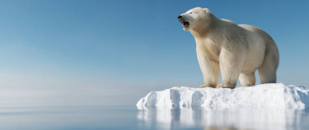 orso polare su banchisa. sciogliere l'iceberg e il riscaldamento globale. - polar bear arctic global warming ice foto e immagini stock