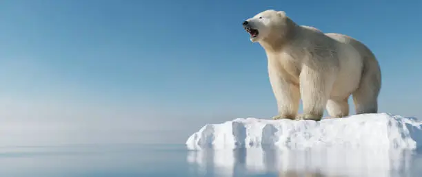 Polar bear on ice floe. Melting iceberg and global warming. Climate change