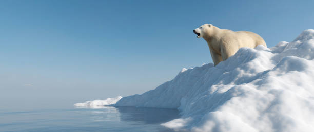orso polare sull'iceberg. scioglimento del ghiaccio e riscaldamento globale. - polar bear arctic global warming ice foto e immagini stock