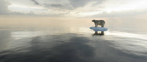 oso polar en un témpano de hielo. derretimiento del iceberg y el calentamiento global. - polar bear arctic global warming ice fotografías e imágenes de stock