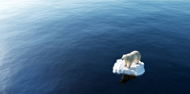 orso polare su filo interdentale. iceberg che si scioglie e riscaldamento globale. - polar bear endangered species bear arctic foto e immagini stock