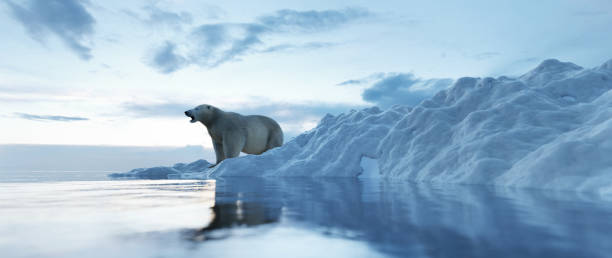 orso polare sull'iceberg. scioglimento del ghiaccio e riscaldamento globale. - polar bear arctic global warming ice foto e immagini stock