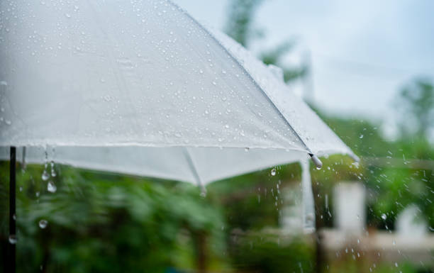 istock Rain drops falling on white umbrella in rainy season 1264119159