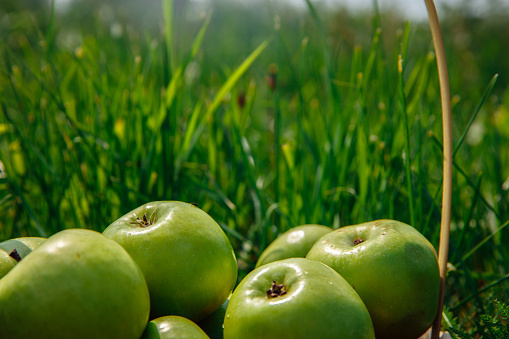Green apples glisten in the sun. The apples lie in the bright grass. High quality photo