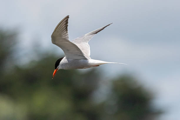 istock tern in flight in the Gulf of Morbihan, Brittany 1264120336