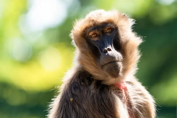 A close up view of a geleada baboon or bleeding-heart monkey