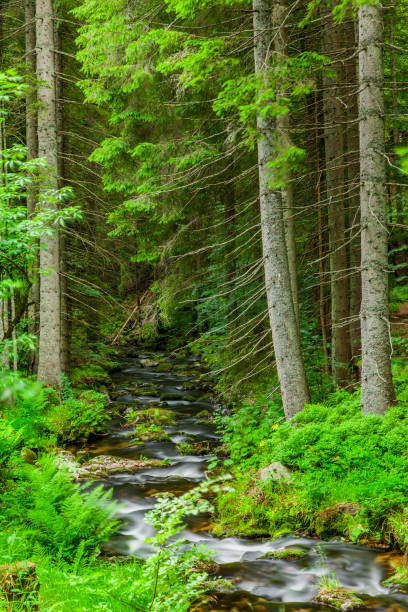 istock Torrent in the Bavarian Forest 1264120886