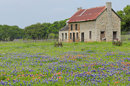 Marble Falls, Texas, USA - April 5, 2019: Daytime view of a field of Bluebonnets in Texas Hill Country and an abandoned old stone farmhouse.