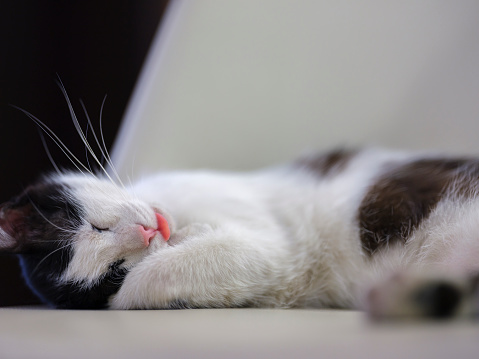 Black and white cat sleeping on the chair. Taken via medium format camera.