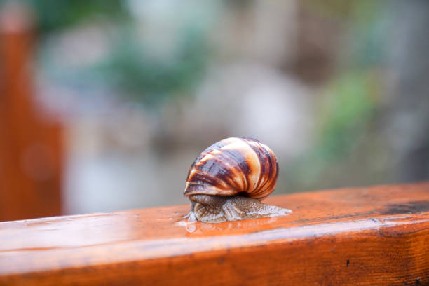 Free Stock Photo of Snail on wet wooden surface in natural outdoor ...