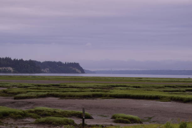 istock Low Tide At The Estuary On A Cloudy Morning 1264122058