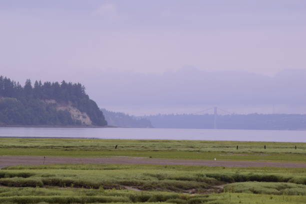 istock Low Tide At The Estuary On A Cloudy Morning 1264122429