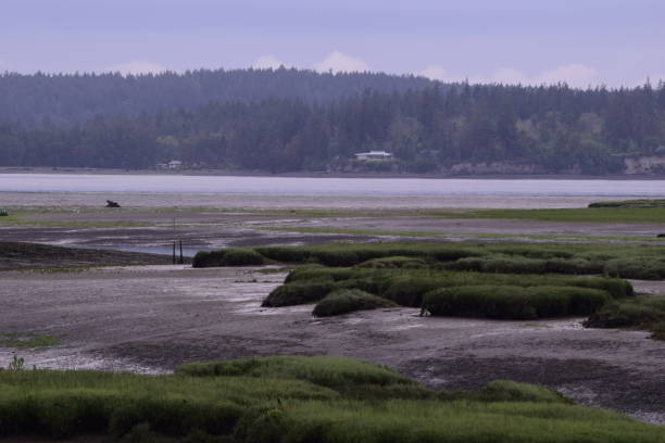 istock Houses Surrounded By Forest On The Bay During Low Tide 1264123008