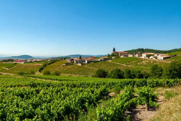 Summer landscape in the vineyard