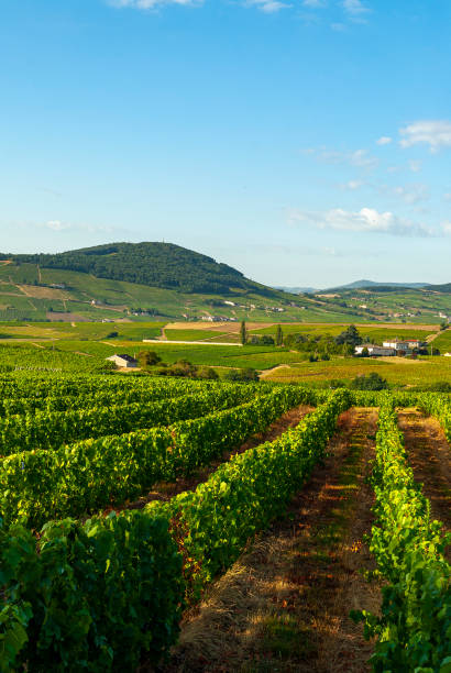 Landscape of the Beaujolais vineyard in the Rhône department in France Summer landscape in the vineyard beaujolais region stock pictures, royalty-free photos & images