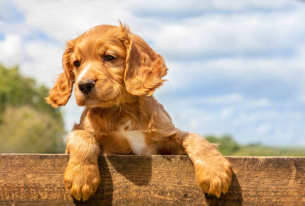 Cute golden brown puppy dog leaning on a wooden fence outside stock photo