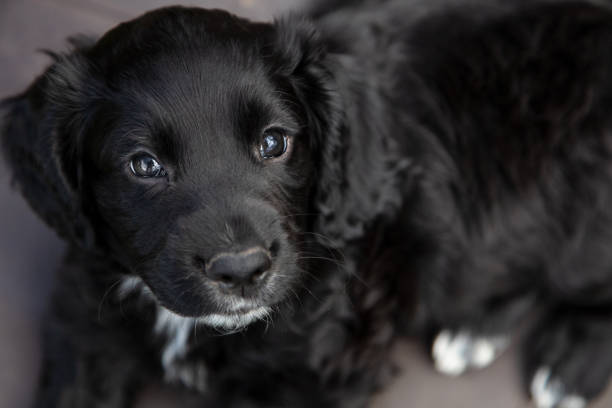 istock Cute black puppy dog laying down looking into camera 1264123416