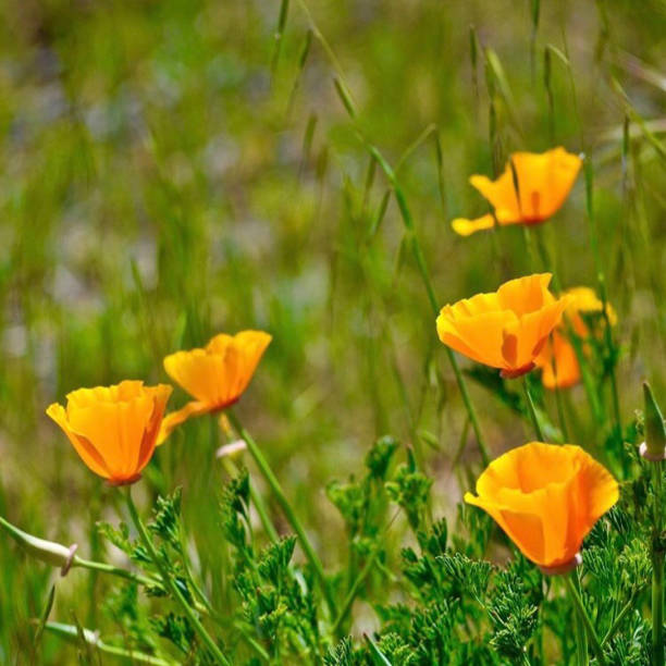 Poppies Julian, CA julian california stock pictures, royalty-free photos & images