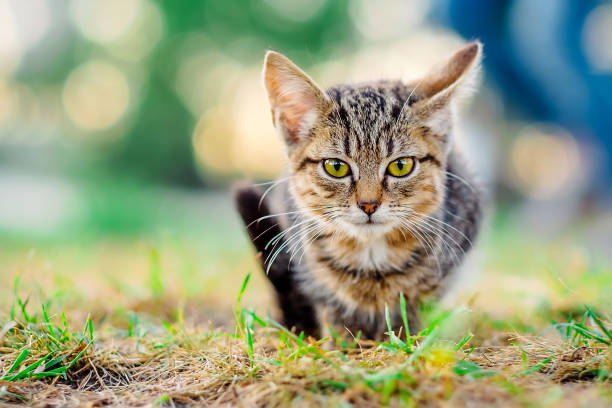 istock Little kitten outdoors 1264124860
