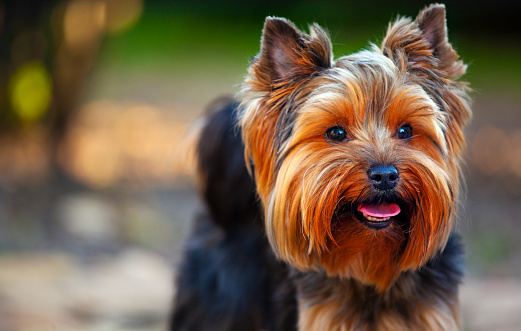 image of dog portrait park