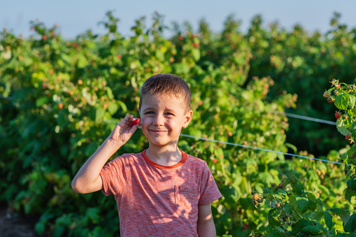 Child picking raspberry. Kids pick fresh fruit on organic raspberries farm. Toddler kid eating ripe healthy raspberry.