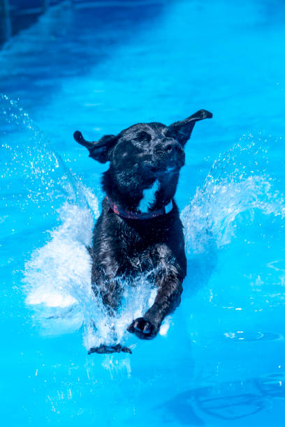istock Black Labrador Retriever landing in the pool 1264133035