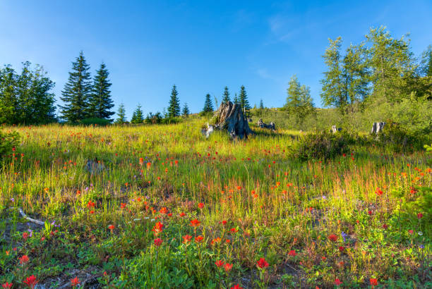 Red and Blue Flowers on Hillside At Mount Saint Helens National Monument