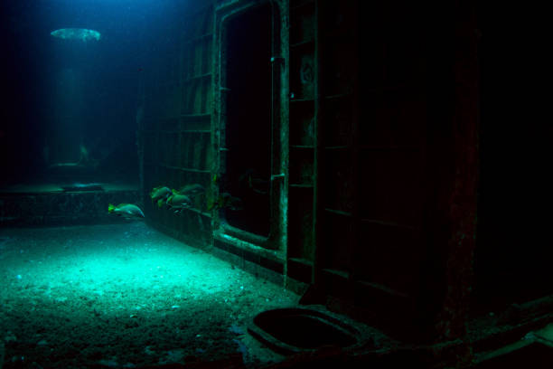 istock Brown meagre in the ship wreck 1264140818