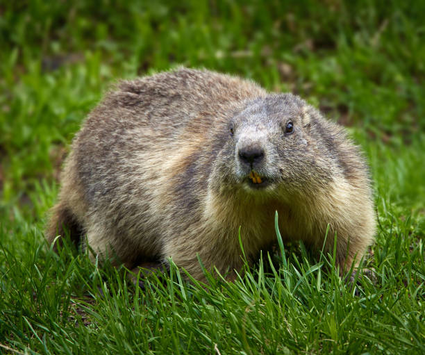 istock Cute marmot in the wild 1264141067