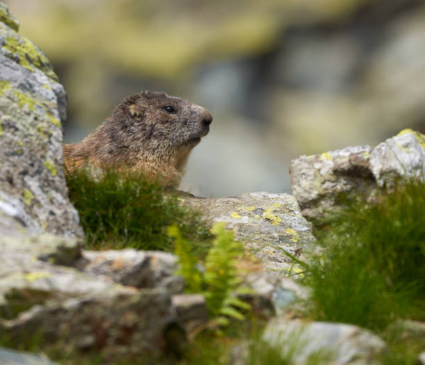 istock Cute marmot in the wild 1264141082