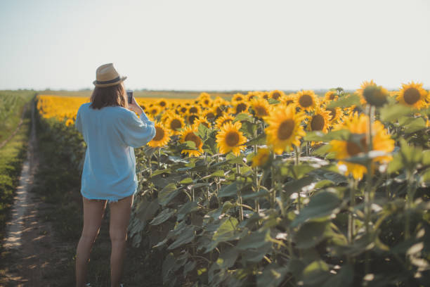 istock A sunflower field is like a sky with a thousand suns 1264141141