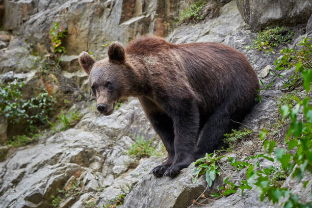 istock Young male brown bear 1264142040