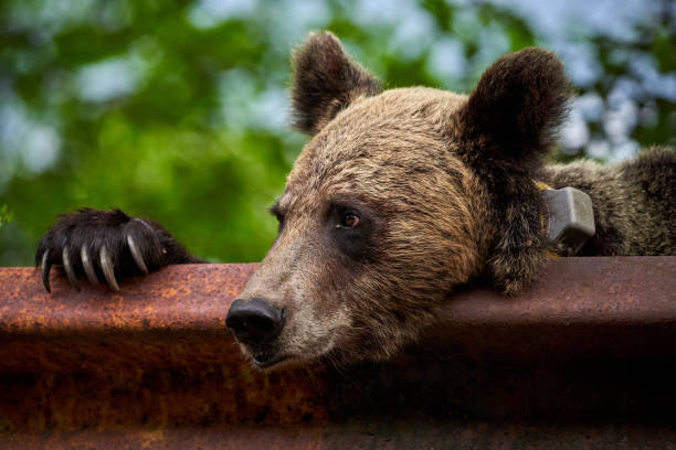istock Brown bear female at the roadside 1264142553