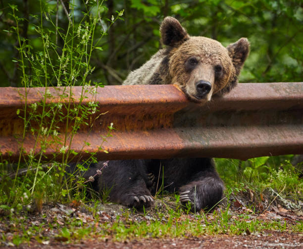 istock Brown bear female at the roadside 1264142601