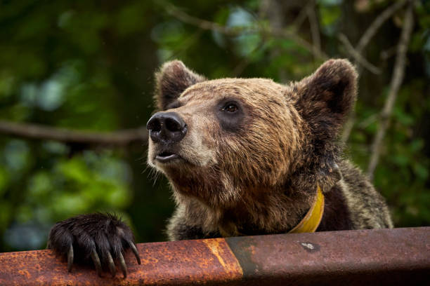 istock Brown bear female at the roadside 1264142610