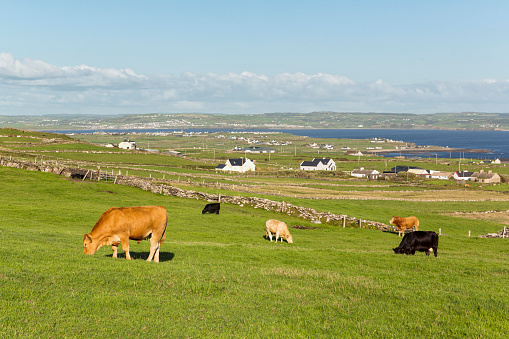 Irish Landscape, Farmland
