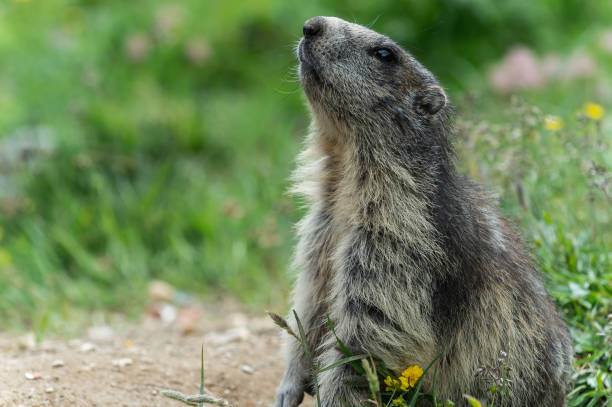 istock Wild Alpine marmots, Saas-Fee, Switzerland, Europe 1264144811