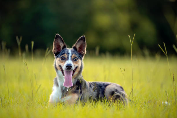 Koolie Australian working herding dog or German collie. Australia original working herding dog.