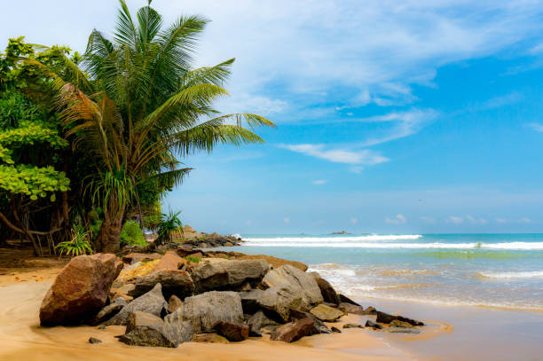 istock Palms and stones on the sandy beach 1264145693