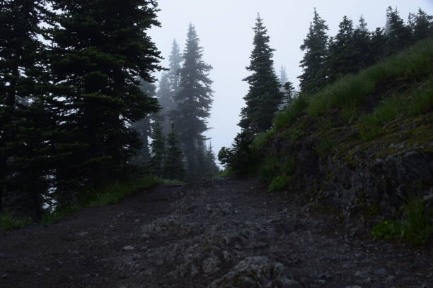 istock Low Angle View Of Footpath Going Down A Mountain Against Tall Coniferous Trees And Fog 1264145847